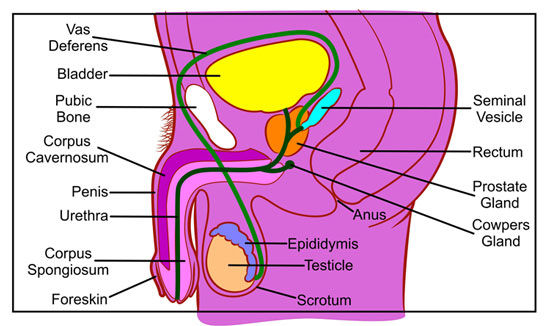 Male Body Diagram